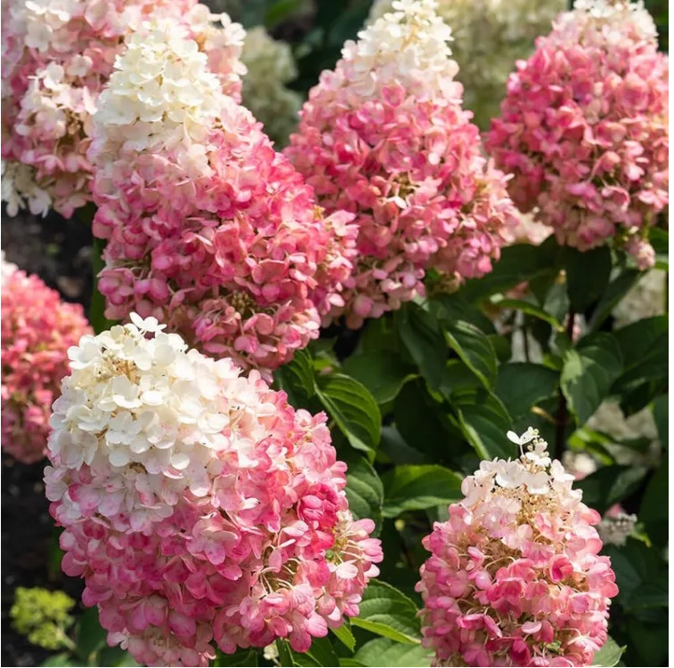 'Mega Pearl'PBR Hydrangea pan. 
